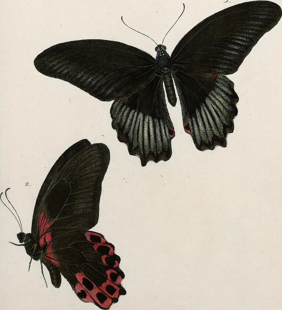 An illustration from (Band 2), 1806, leaf 126