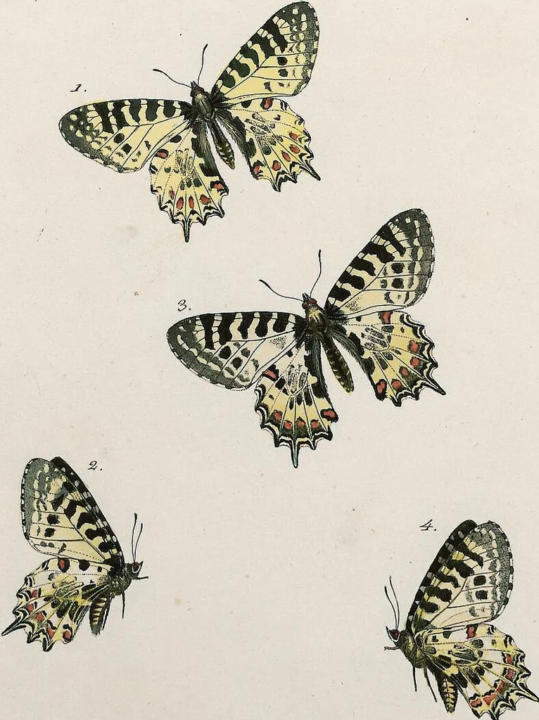 An illustration from (Band 2), 1806, leaf 127