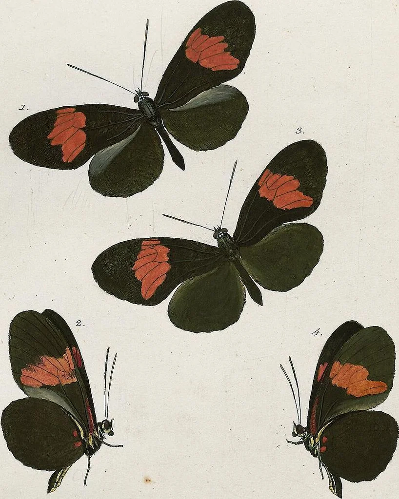An illustration from (Band 2), 1806, leaf 13