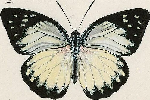 An illustration from (Band 2), 1806, leaf 131