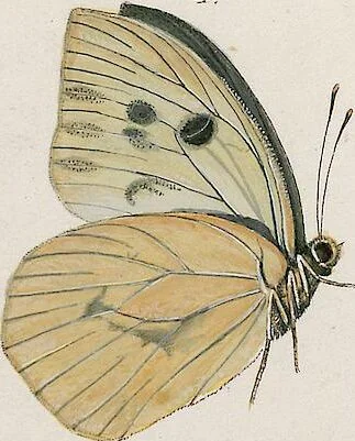 An illustration from (Band 2), 1806, leaf 134