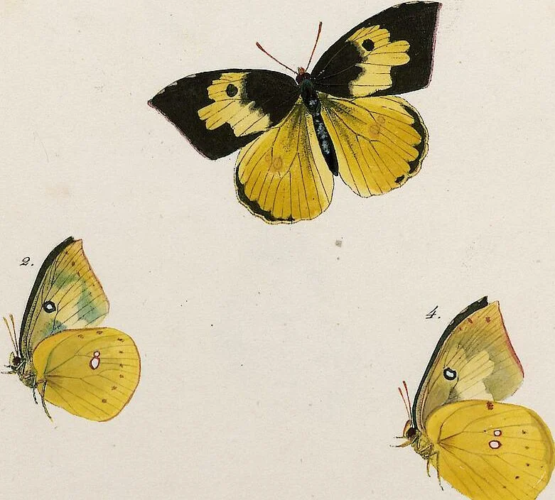 An illustration from (Band 2), 1806, leaf 137