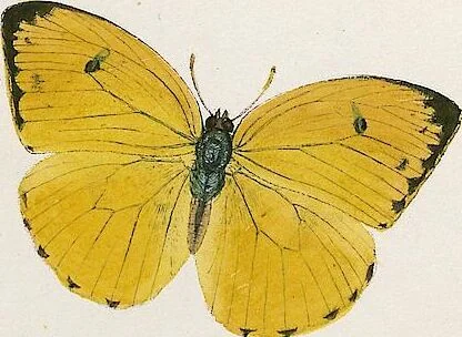An illustration from (Band 2), 1806, leaf 139