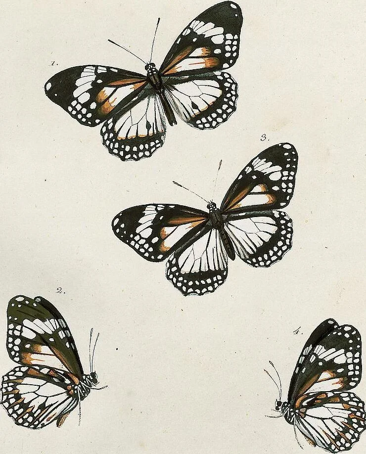 An illustration from (Band 2), 1806, leaf 14