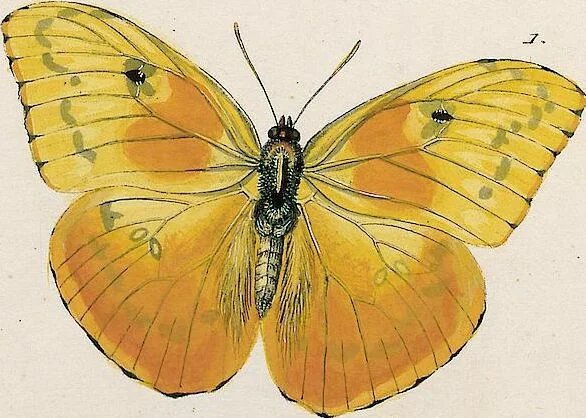 An illustration from (Band 2), 1806, leaf 141