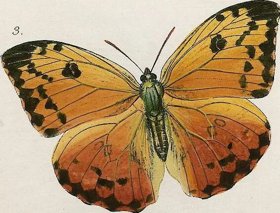 An illustration from (Band 2), 1806, leaf 143