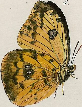 An illustration from (Band 2), 1806, leaf 143