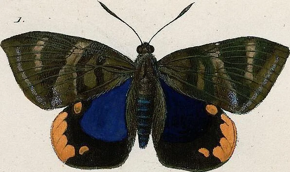 An illustration from (Band 2), 1806, leaf 146