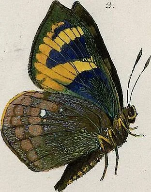 An illustration from (Band 2), 1806, leaf 146