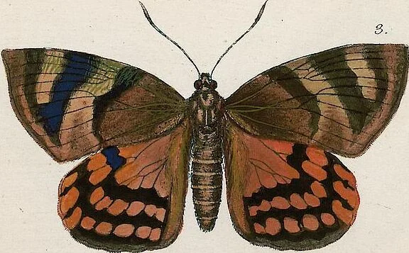 An illustration from (Band 2), 1806, leaf 147
