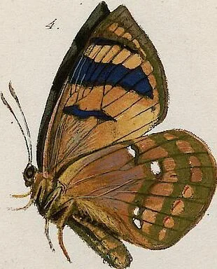 An illustration from (Band 2), 1806, leaf 147