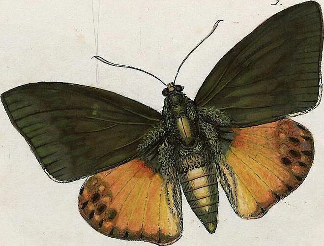 An illustration from (Band 2), 1806, leaf 148