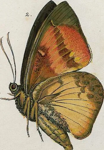 An illustration from (Band 2), 1806, leaf 148
