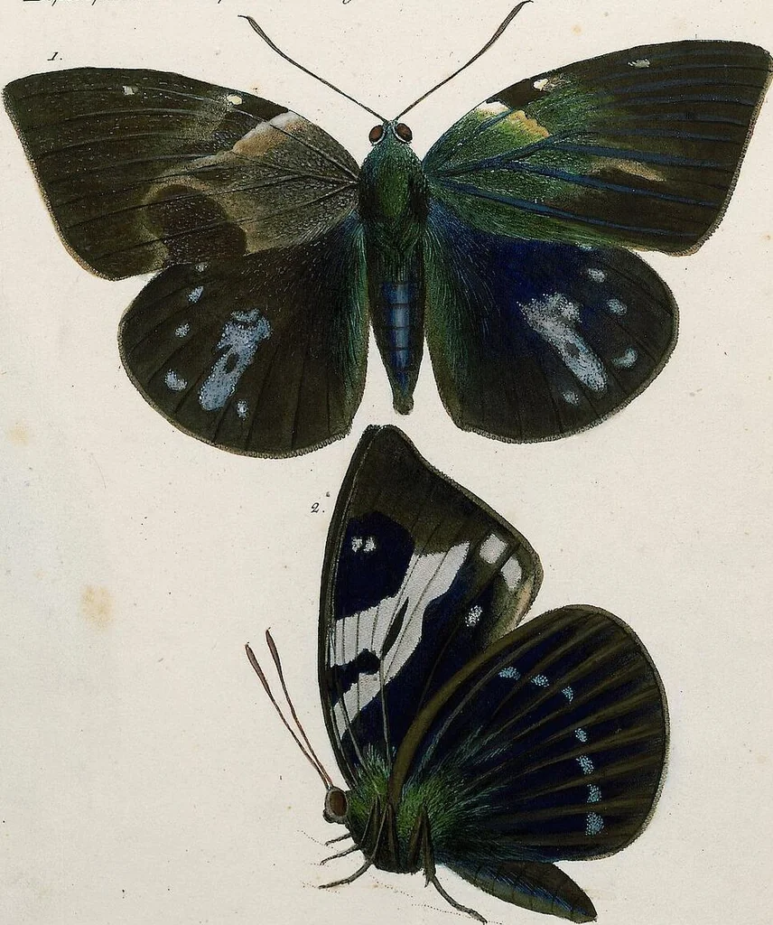 An illustration from (Band 2), 1806, leaf 149