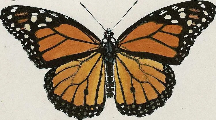 An illustration from (Band 2), 1806, leaf 15