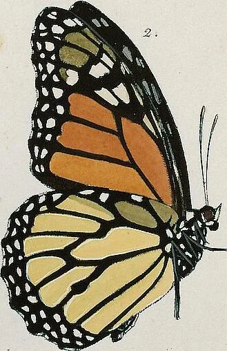 An illustration from (Band 2), 1806, leaf 15