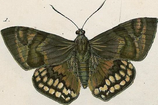 An illustration from (Band 2), 1806, leaf 150