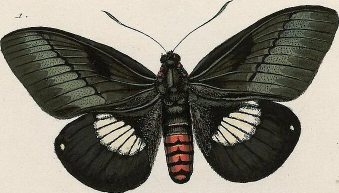 An illustration from (Band 2), 1806, leaf 151