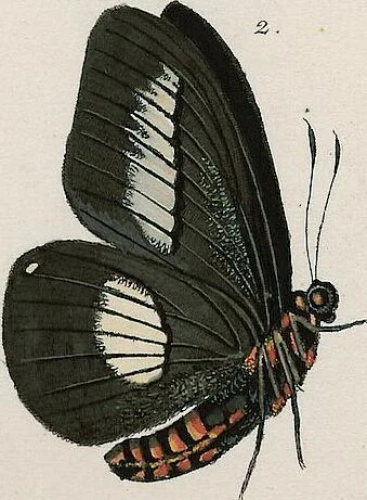 An illustration from (Band 2), 1806, leaf 151