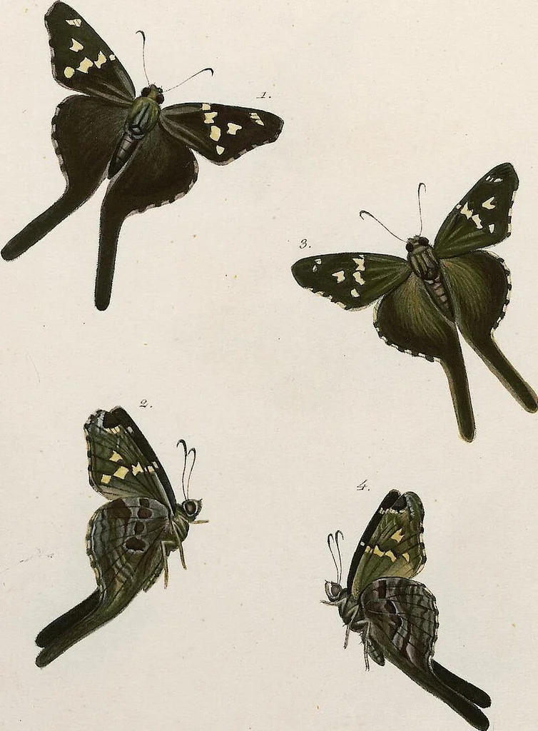 An illustration from (Band 2), 1806, leaf 153