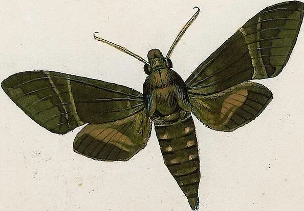 An illustration from (Band 2), 1806, leaf 167