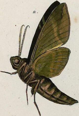 An illustration from (Band 2), 1806, leaf 167