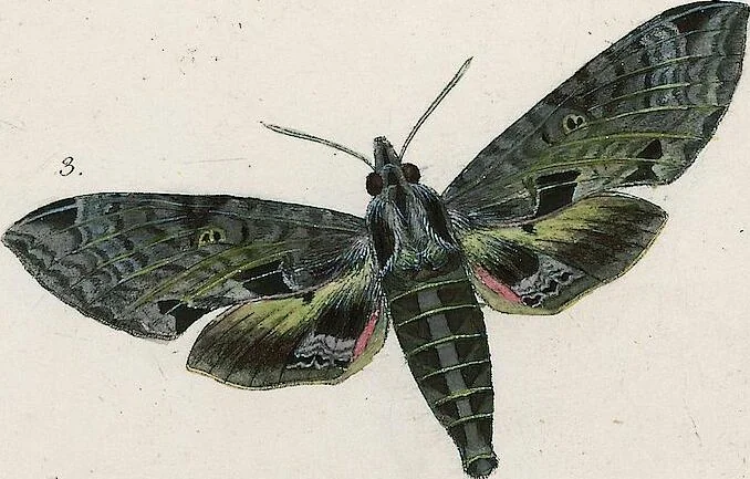 An illustration from (Band 2), 1806, leaf 168