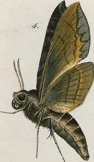 An illustration from (Band 2), 1806, leaf 168
