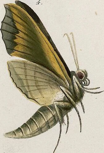 An illustration from (Band 2), 1806, leaf 169