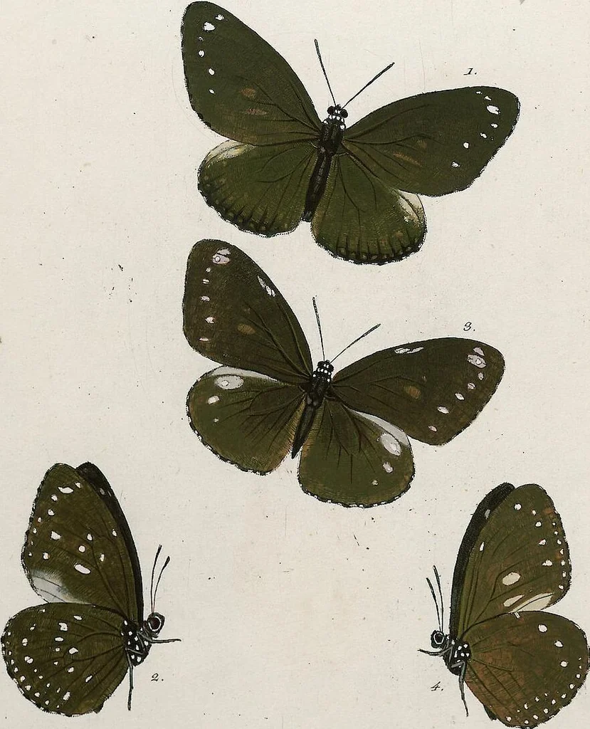 An illustration from (Band 2), 1806, leaf 17