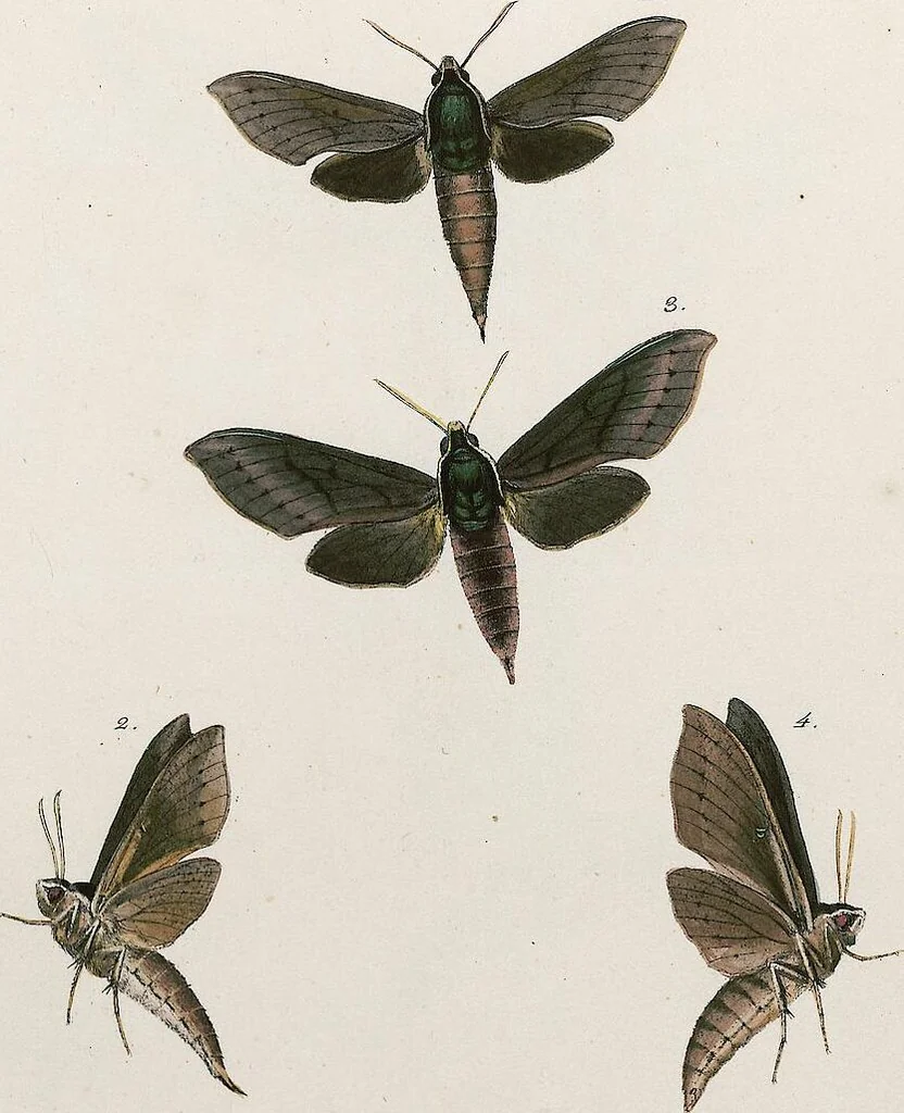 An illustration from (Band 2), 1806, leaf 170