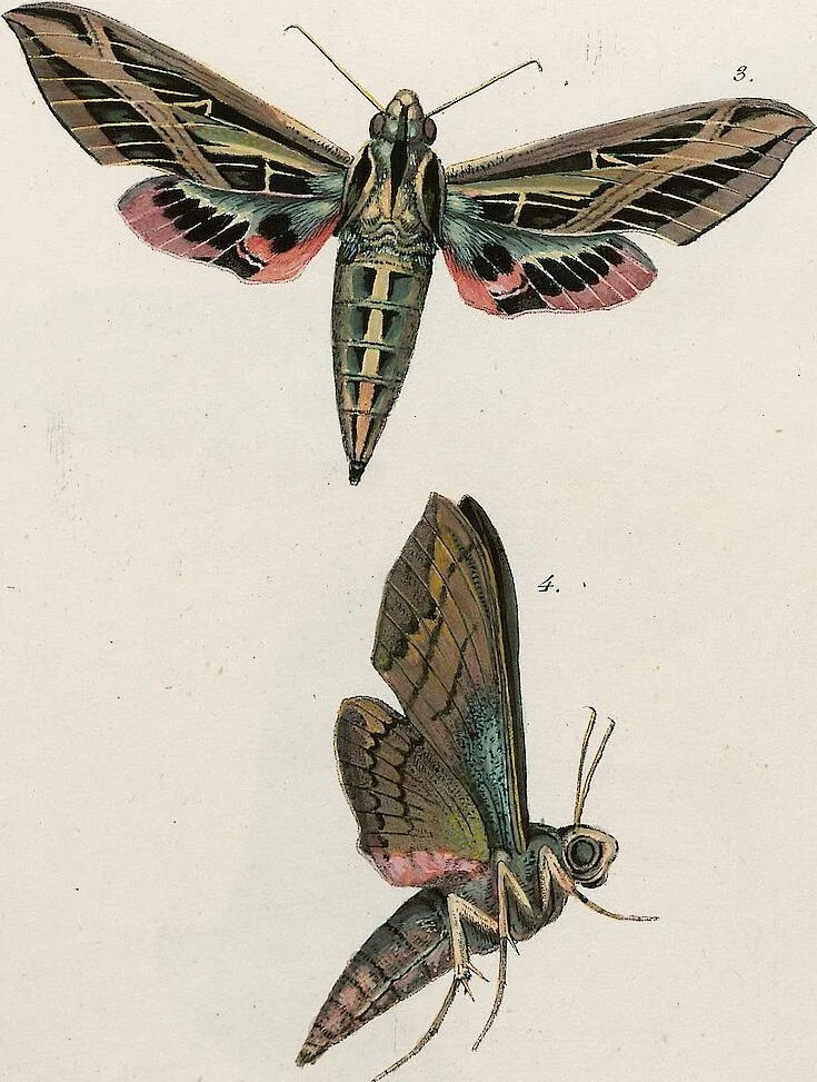 An illustration from (Band 2), 1806, leaf 171