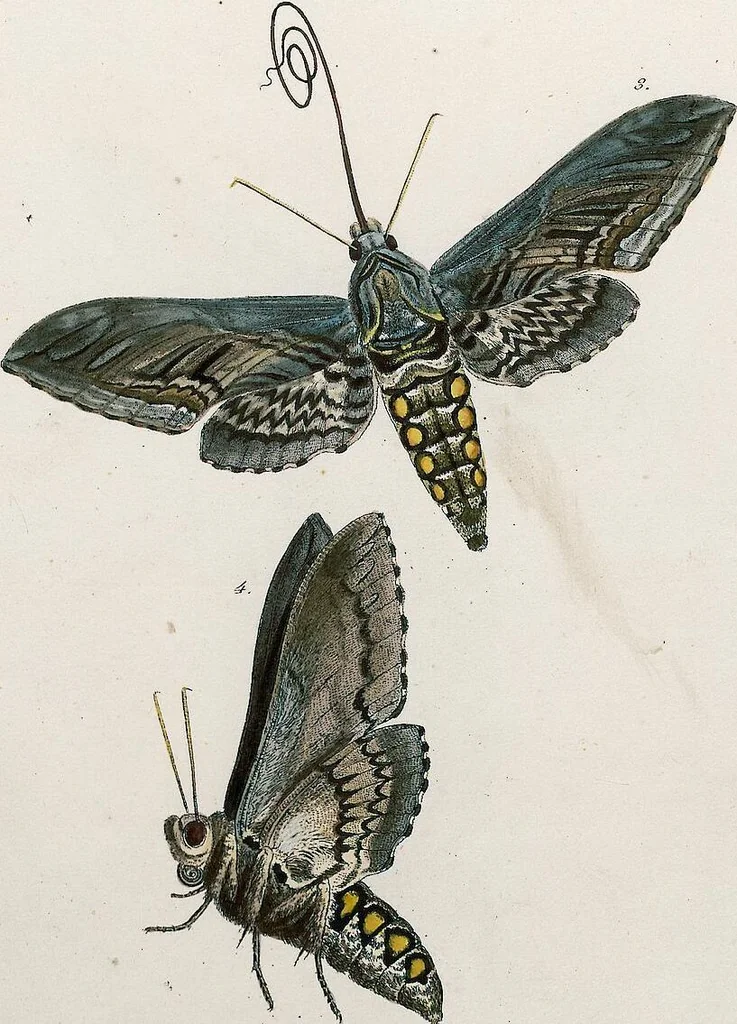 An illustration from (Band 2), 1806, leaf 172