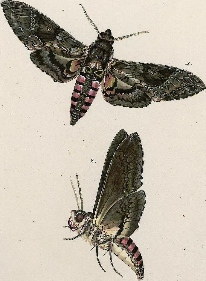 An illustration from (Band 2), 1806, leaf 173