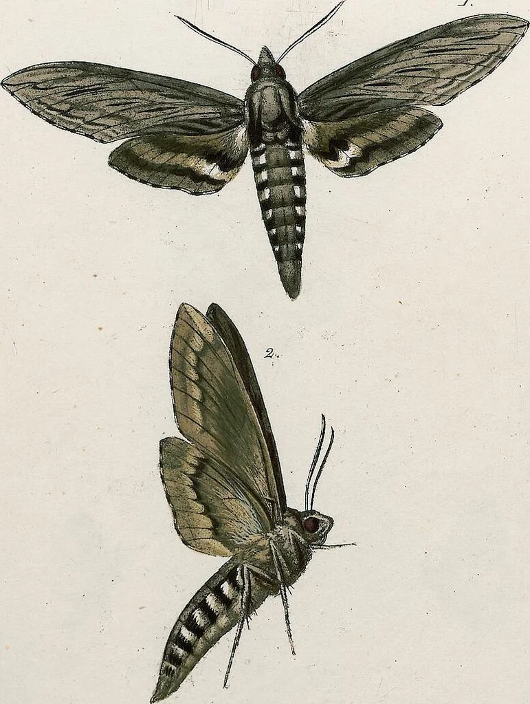 An illustration from (Band 2), 1806, leaf 175