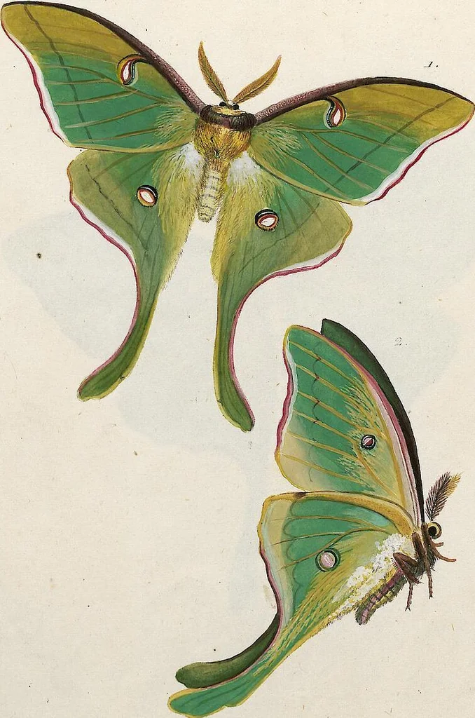 An illustration from (Band 2), 1806, leaf 177