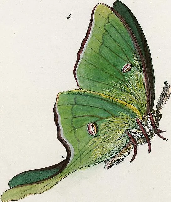 An illustration from (Band 2), 1806, leaf 179