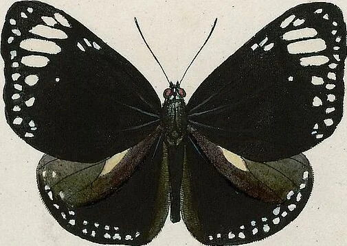 An illustration from (Band 2), 1806, leaf 18
