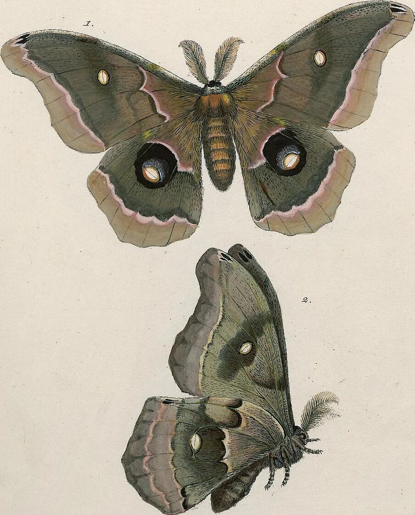 An illustration from (Band 2), 1806, leaf 180