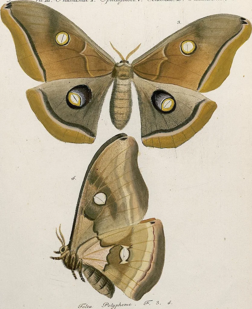 An illustration from (Band 2), 1806, leaf 181