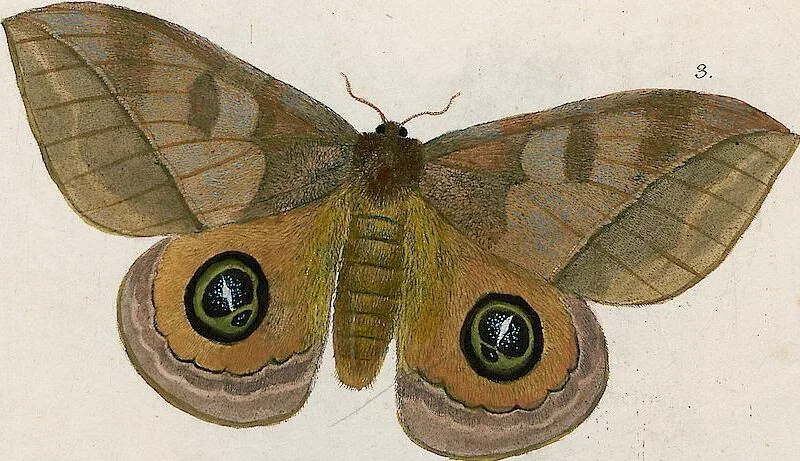 An illustration from (Band 2), 1806, leaf 182