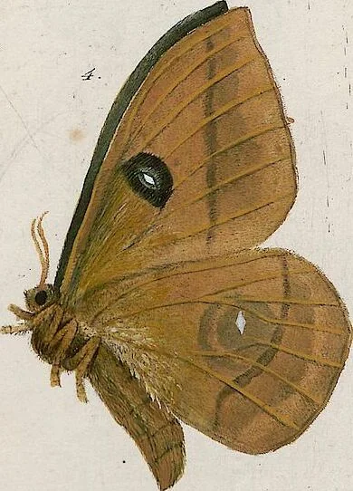 An illustration from (Band 2), 1806, leaf 182