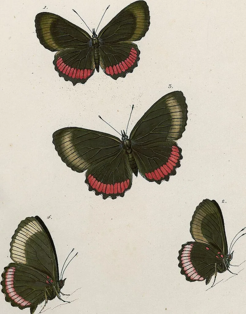 An illustration from (Band 2), 1806, leaf 19