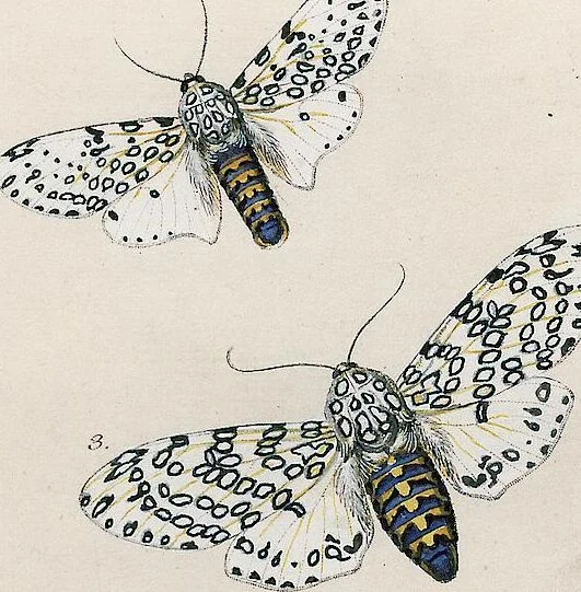 An illustration from (Band 2), 1806, leaf 198