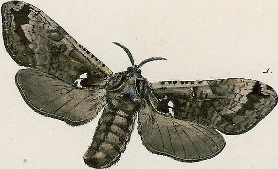 An illustration from (Band 2), 1806, leaf 202
