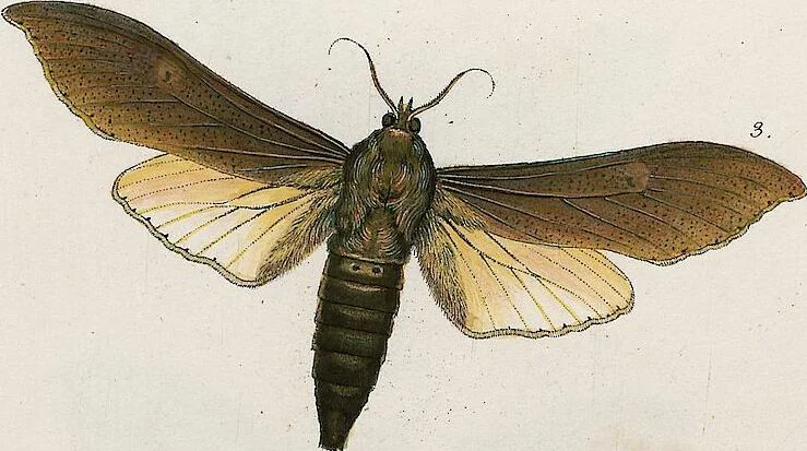 An illustration from (Band 2), 1806, leaf 203