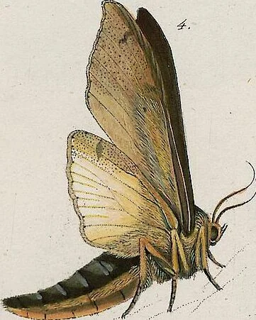 An illustration from (Band 2), 1806, leaf 203