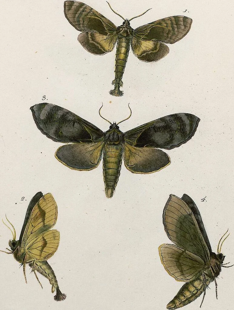 An illustration from (Band 2), 1806, leaf 204