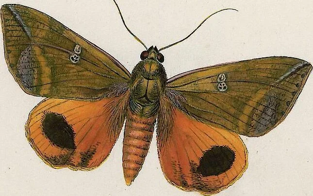 An illustration from (Band 2), 1806, leaf 211