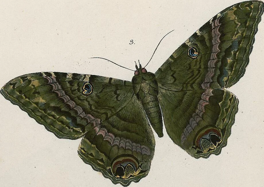 An illustration from (Band 2), 1806, leaf 214